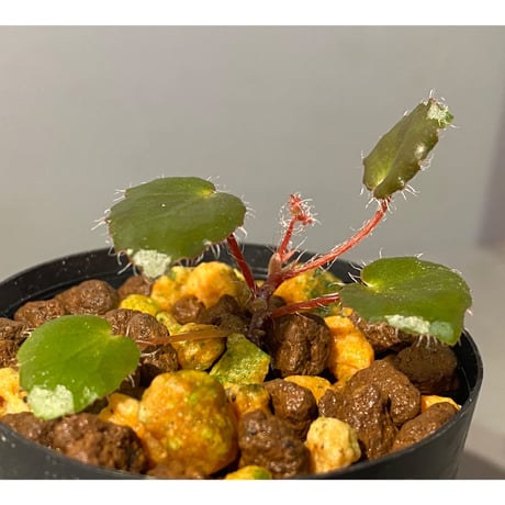 Begonia cf. ferox from Cao Bang [YH040519BK] TK