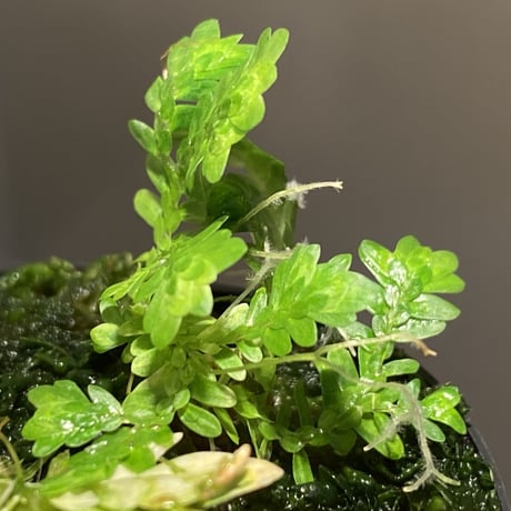 Selaginella sp. バリエガータ from "Nanga pinoh" [TB]
