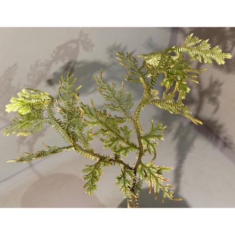 Selaginella sp. from Landak West Kalimantan