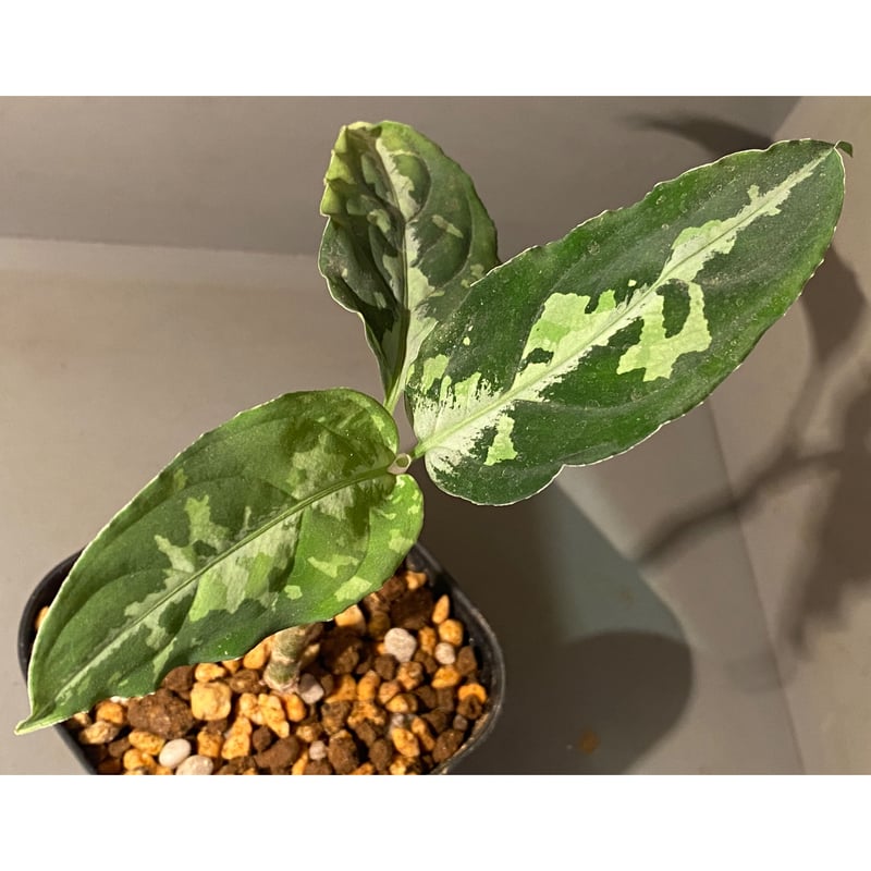 その他観葉植物 Aglaonema pictum Aglaonema pictum tricolor 西スマトラ産のワイルド個体 | 希少