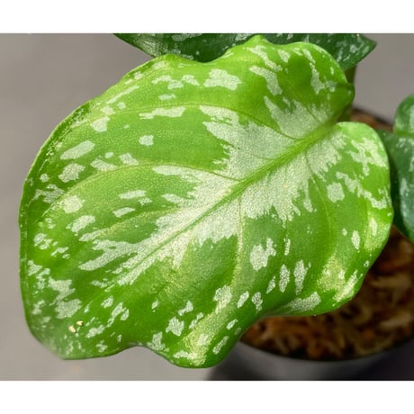 Schismatoglottis Rongisupata from West Kalimantan [KN]