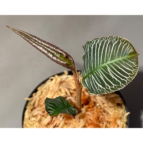 Ardisia sp. from Perlis Malaysia