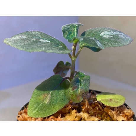 Gymnostachyum sp. from Tigalingga [HW0219-02]