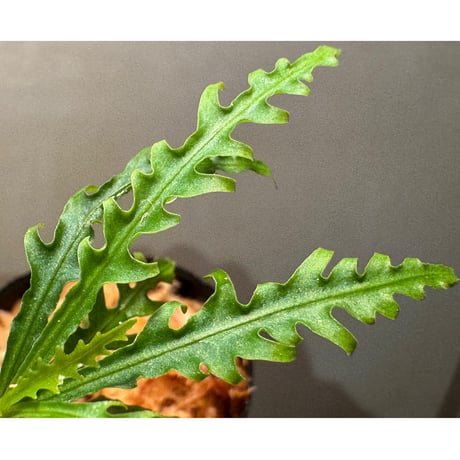 Labisia sp. from Jambi sumatera