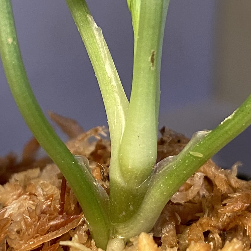 Homalomena sp. Homalomena sp.