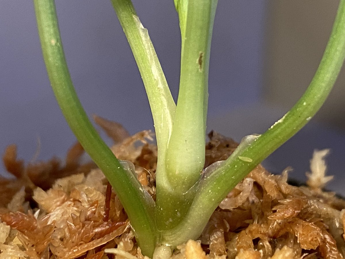 Homalomena sp. 