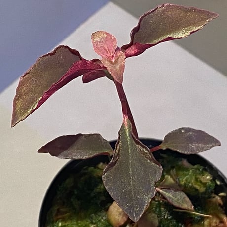 メラストマ | STORES