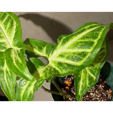 Syngonium podophyllum from Ecuador