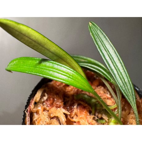 Pursegloveia cf. minima from Melawi West Kalimantan