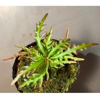 Labisia sp. from Jambi sumatera