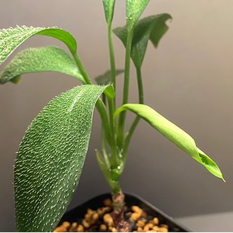 Homalomena hasei "狐尾" from Aceh sumatera [LA0616-04]
