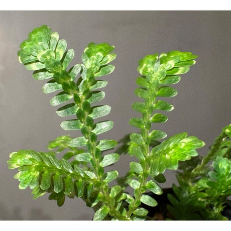 Selaginella sp. バリエガータ from "Nanga pinoh" [TB]