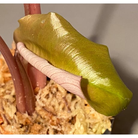 Schismatoglottis sp. "Metallica" from Kalimantan barat