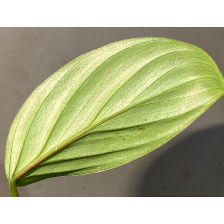Philodendron sp. from Iquitos Peru [tanakay]