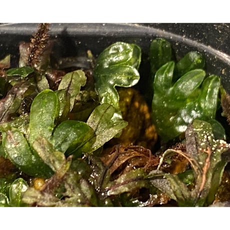 Crepidomanes sp. from Calicut