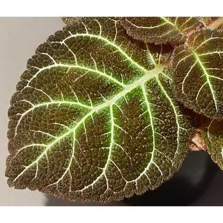 Pearcea hypocyrtiflora from Rio Napo Ecuador [tanakay] 白葉脈