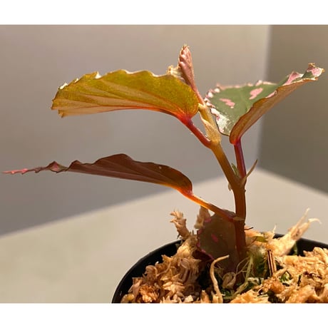 Begonia sp. ぼっち株 from Julau [R1214-01b]