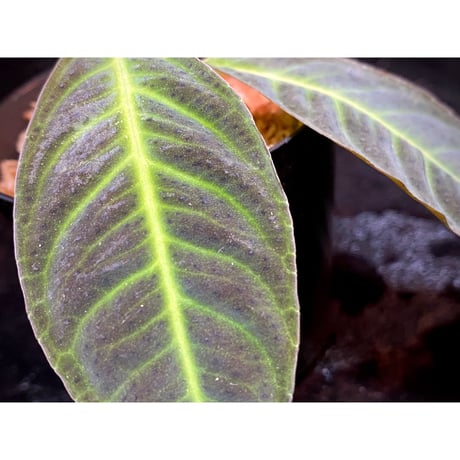 Labisia sp. "Padang sidempuan" Sumatera utara [TB]