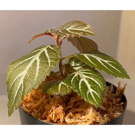 イワタバコ科の不明種 from Ecuador