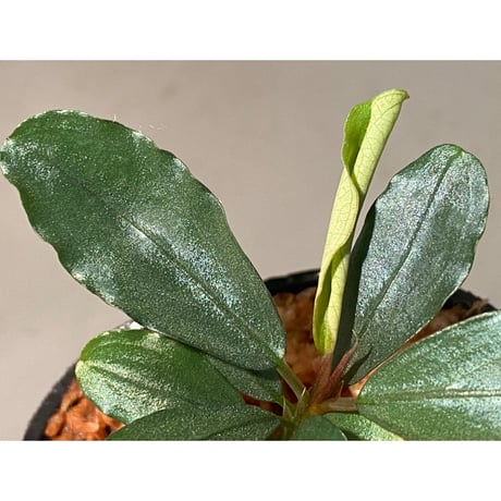 Bucephalandra sp. "Kayulapis3" Kalimantan barat [TB] ②