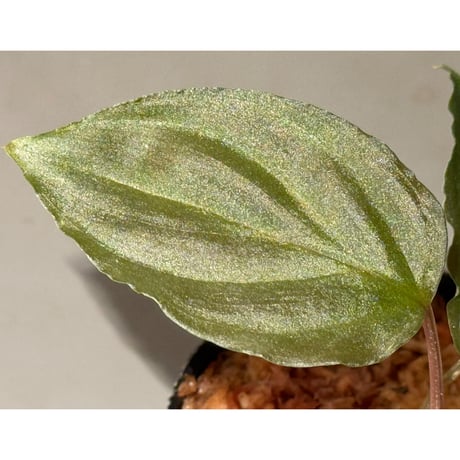 Homalomena sp. from Cameron Highlands [TK140717] ②