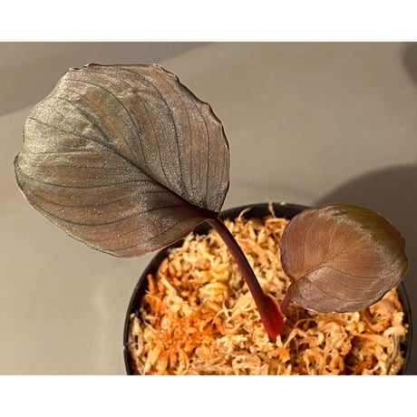 Homalomena sp. "Imperial Japanese Navy" from Resum P.Lingga [AZ0517-11] ①