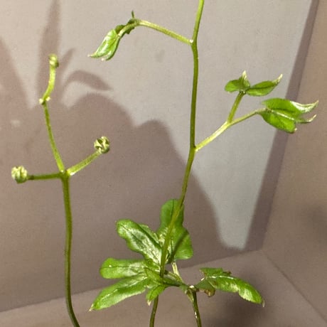 Lygodium cf. dichotomum from Myanmar