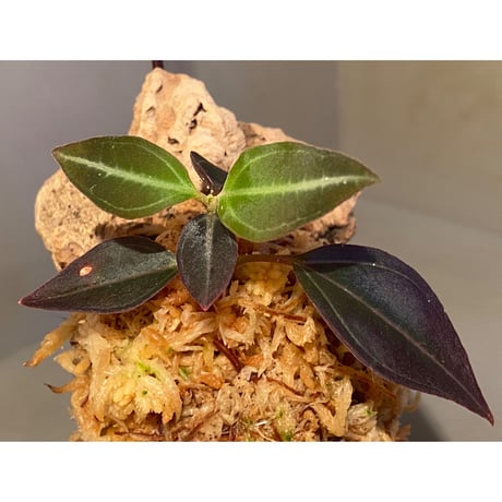 Pachycentria sp. from Selangor