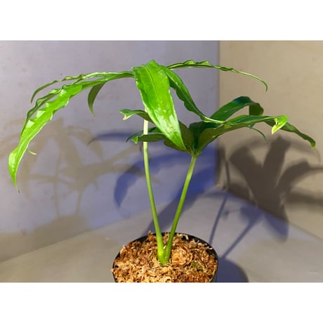 Anthurium polyschistum from Napo Ecuador [tanakay]