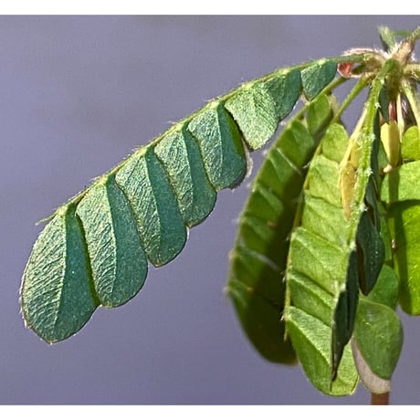 Biophytum cf. sensitivum [LA]