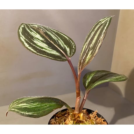 Spatholirion sp. from Guangxi