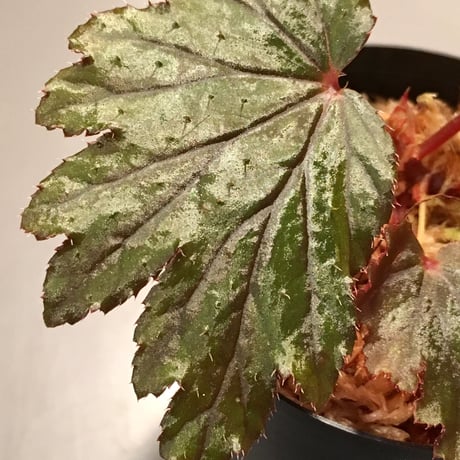 Begonia Hyb. (Halmahera x Aceh)