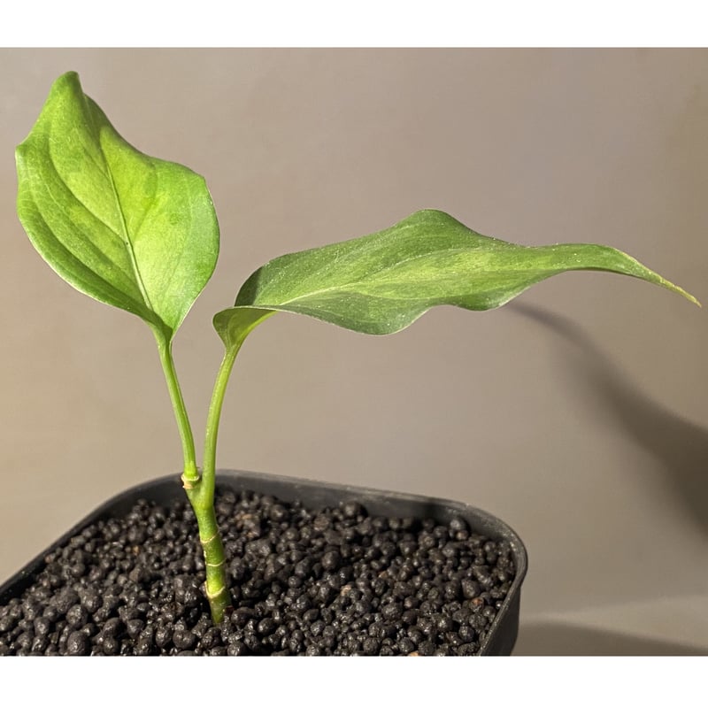Aglaonema pictum tricolor Aglaonema pictum tricolor