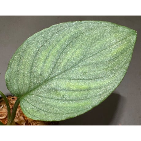 Homalomena sp. "Shirogane" SRP from Pulau Lingga[HW1017-XX]