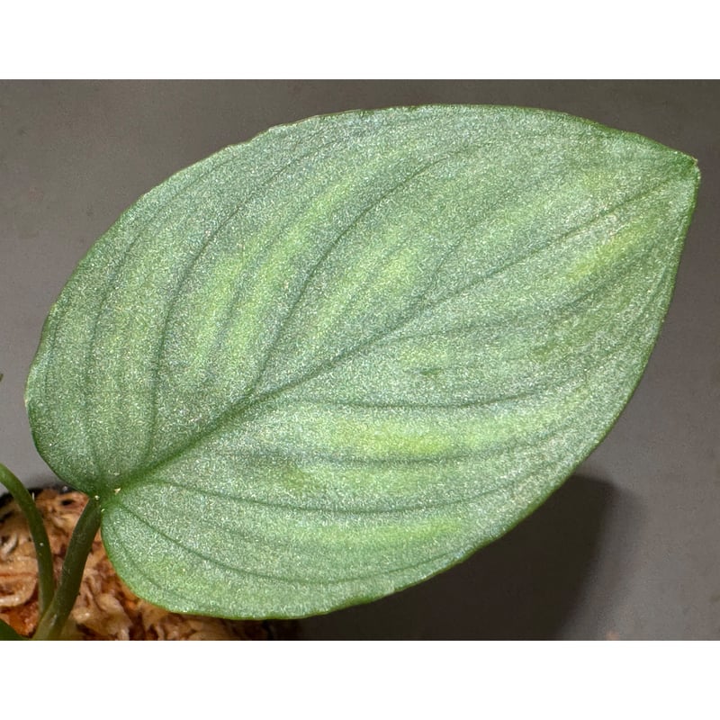 し*物様 Homalomena sp,\"鯖×月\" タグ付き し*物様 Homalomena sp,