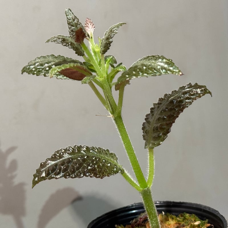 専用　Nautilocalyx emphasis ノーティロカリティクス　2株❣️ Nautilocalyx sp. 伊藤蟻植物農園 | M・R・G・R
