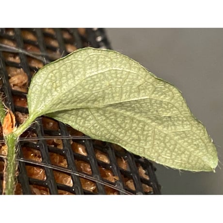 Ficus sp. "Muara wahau" white Kalimantan timur [TB]