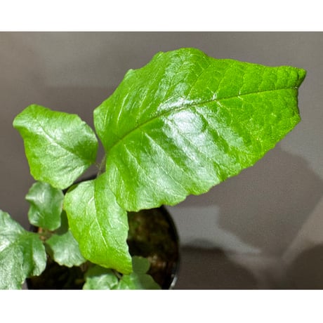 Bolbitis sp . from Tanintharyi (Tennasserim) North Malay Peninsula