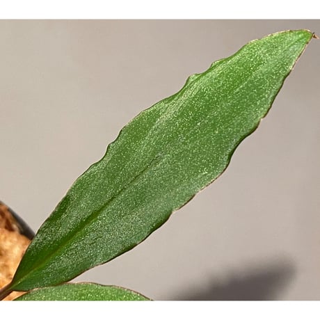 Homalomena sp. "Nanga pinoh" セミビロード Melawi Kal barat [TB]