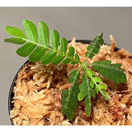 Biophytum sp. BB8th [LA]