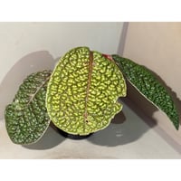 Ardisia sp. ''Snake Skin" from Kapuas hulu West Kalimantan