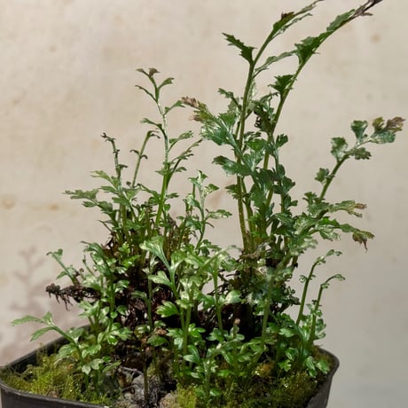 (大株) Bolbitis heteroclita cuspidata
