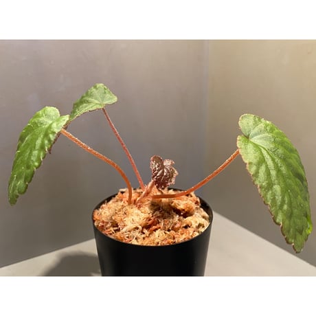 Begonia sp. from Bac Kan [YH1117] TK