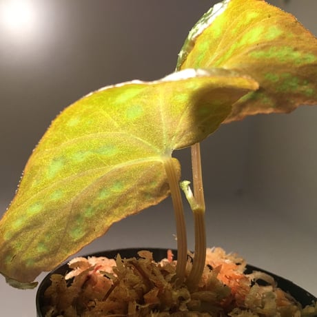 Begonia variabilis from Dabong [TK150717]