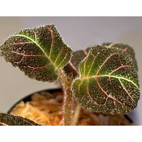 Pearcea hypocyrtiflora from Rio Napo Ecuador [tanakay]