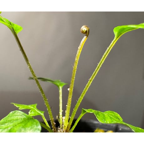 Blechnum obtusatum var. obtusatum from New Caledonia (固有種)