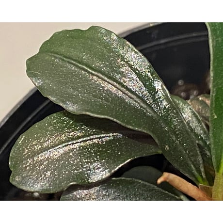 (脇芽付き) Bucephalandra sp. "Sexy Pink"