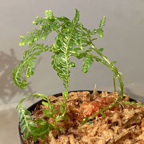 Selaginella willdenowii "variegata" 伊藤蟻植物農園