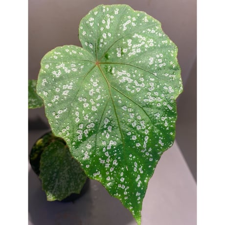 Begonia sp. from Na Hang [YH1118] TK