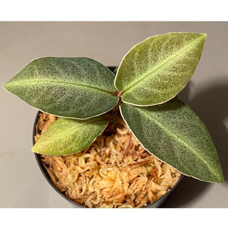 Ardisia sp. "Kayu lapis" Kalimantan barat [TB]